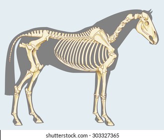 Scientific illustration: horse skeleton - Isolated on sky blue