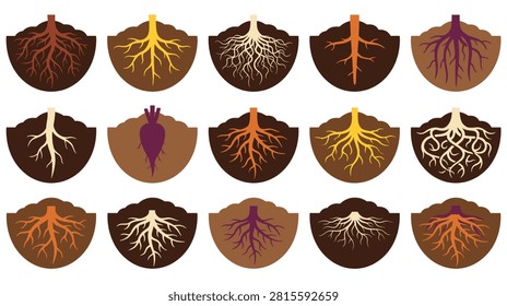 Scientific illustration showcasing different root system structures underground including fibrous taproots and tuberous vegetable roots for biology studies.