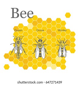 queen bee scientific illustration