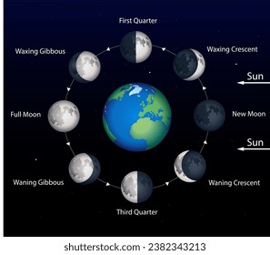 Scientific infographics. Moon phases diagram. Vector education illustration