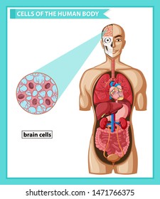 Scientific medical illustration of brain cells illustration