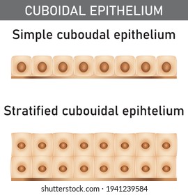 Scientific And Medical Illustration Of The Epithelium Structure Types, Cells Of Simple And Stratified Cuboidal Epithelium.