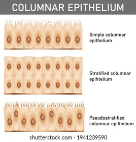 Scientific And Medical Illustration Of The Epithelium Structure Types, Cells Of Simple And Stratified Columnar Epithelium.