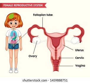 Scientific medical illustration of female reproductive system illustration