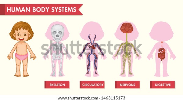 Scientific Medical Illustration Girl Human Systems Stock Vector ...