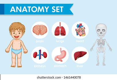 human body systems for kids