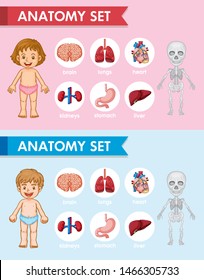 Scientific medical illustration of human antomy parts illustration