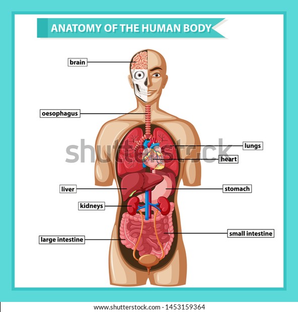人体解剖図の科学的な医学イラスト のベクター画像素材 ロイヤリティフリー