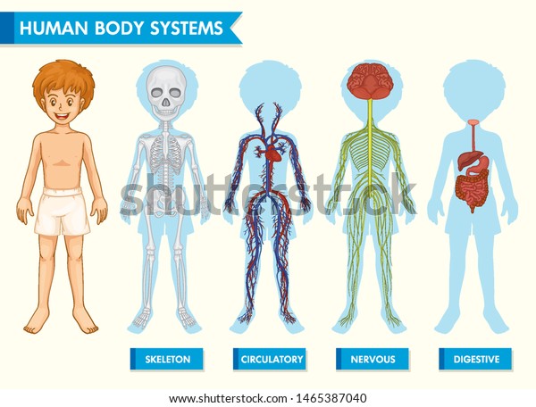 人体系の科学的な医学イラスト のベクター画像素材 ロイヤリティフリー