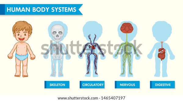 Scientific Medical Illustration Human Body Systems Stock Vector ...