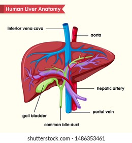 Liver Anatomy Images, Stock Photos & Vectors | Shutterstock