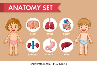 Scientific medical illustration of kids human anatomy illustration