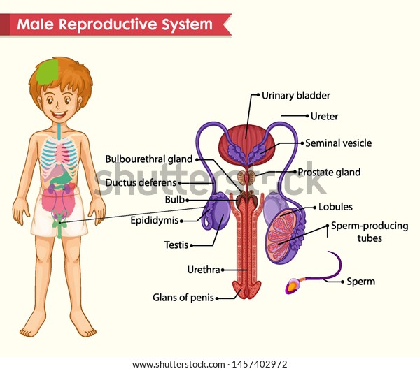Scientific medical illustration of male\
reproductive system\
illustration