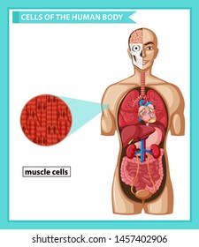Scientific medical illustration of muscle cells illustration