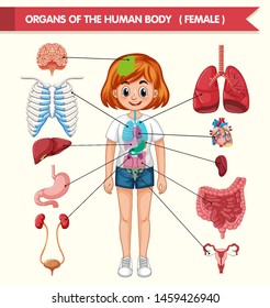 Scientific medical illustration of organs of the human body illustration