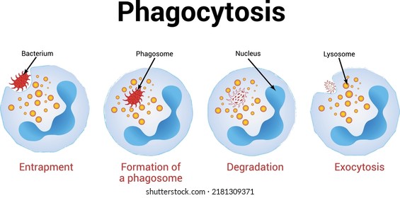 Scientific Phagocytosis Vector Medical Illustration Stock Vector ...