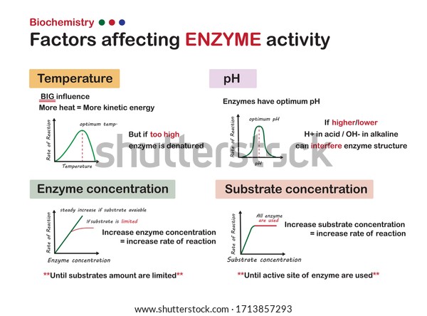 scientific poster show biochemistry\
explain about factors that affecting enzyme\
activity