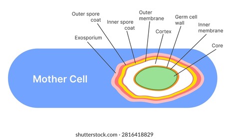 Scientific vector illustration showing the structure of a bacterial endospore within a mother cell. The diagram labels exosporium, outer and inner spore coats, outer membrane, cortex, germ cell wall, inner membrane, and core. Suitable for microbiology education, bacteriology, laboratory training, research presentations, and life science learning materials.