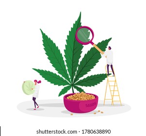 Scientist Characters Checking Hemp Plant and Seeds in Greenhouse. Concept of Herbal Alternative Medicine, Cbd Oil, Pharmaceutical Industry, People Growing Medical Cannabis. Cartoon Vector Illustration