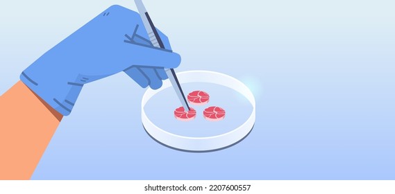 scientist hands holding cultured red raw meat made from animal cells artificial lab grown meat production concept