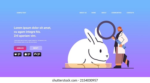 scientist or veterinary worker doing experiments in lab with experimental rabbit biological genetic engineering research
