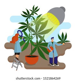 Scientists, botanists study and analyze the cannabis plant in the laboratory. Cultivation and processing of technical hemp. Hemp oil. Lighting lamp for plants. Cartoon flat vector
