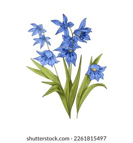 Scilla, blossomed flower. Floral plant with gentle petals, leaf in vintage retro style. Spring squills blooms. Botanical hand-drawn realistic vector illustration isolated on white background