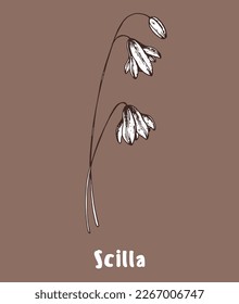 Scilla flower hand drawn sketch. Vector illustration. Springtime flower.