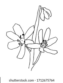 Scilla flower outline vector illustration, Scilla monochrome contour of two big dlower and one litttle. Scylla spring flower