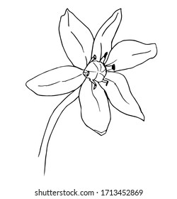 Scilla flower outline vector illustration, Scilla monochrome contour. Scylla spring flower
