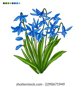 Scilla Spring flowers color drawing vector. 