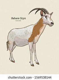 The scimitar oryx or scimitar-horned oryx, also known as the Sahara oryx, hand draw sketch vector.