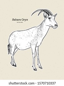 The scimitar oryx or scimitar-horned oryx, also known as the Sahara oryx, hand draw sketch vector.