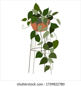 Scindapsus flowering plant. Tropical ornamental houseplant in a pot on wire base. Colorful vector illustration in flat style