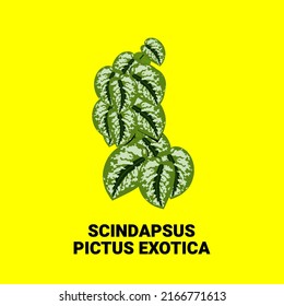 Scindapsus pictus exotica vector as decorative plant in element design or background