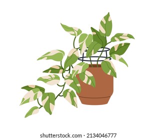 Scindapsus, potted house plant with leaf variegation. Houseplant with bicolor variegated foliage. Devil s ivy, natural green home decor. Flat vector illustration isolated on white background