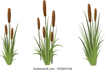Scirpus, Reed thickets. aquatic vegetation from Coastal shores of lakes and rivers and swamps, meadows. Realistic vector landscape elements