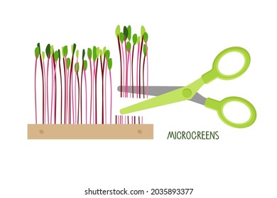 Scissors cut young sprouts microgreen. Beet Microgreens in wooden box. Red beet, fresh sprouts and young leaves. Sprouting. Healthy nutrition. Growing superfood at home cartoon flat vector.