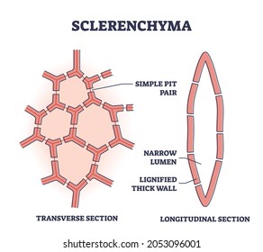 Sclerenchyma as ground or fundamental plant tissue type outline diagram. Labeled educational structure explanation with transverse and longitudinal section vector illustration. Microscopic biology. svg