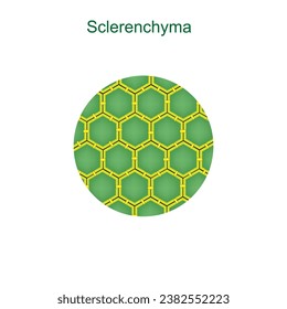 
Sclerenchyma.  Plant tissue with tough, rigid cells, providing structural support, found in stems, leaves, and seeds.