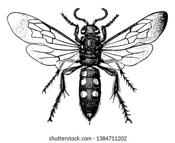 Scoliid Wasp which is tend to be black often marked with yellow or orange, vintage line drawing or engraving illustration.