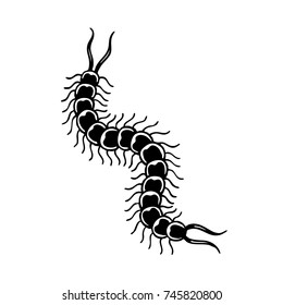 scolopendra