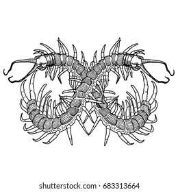 scolopendra cross