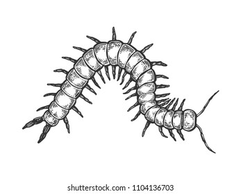 Scolopendra insect animal engraving vector illustration. Scratch board style imitation. Black and white hand drawn image.