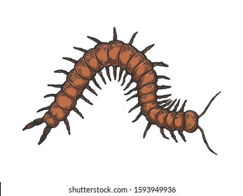 Scolopendra insect animal sketch engraving vector illustration. T-shirt apparel print design. Scratch board imitation. Black and white hand drawn image.