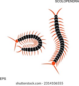 Scolopendra logo. Isolated scolopendra on white background