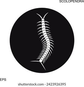 Scolopendra logo. Isolated scolopendra on white background