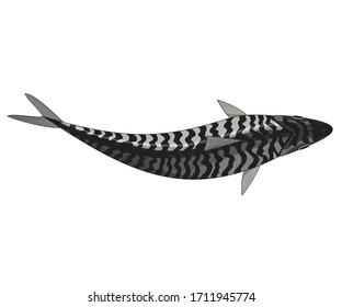 Scomber, pescado de caballa aislado sobre fondo claro. Vector para el diseño de embalajes de mariscos e ilustración del mercado. 