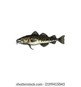 Pescado de Scombridae aisló boceto de bacalao de agua dulce. Vector Walleye Zander pescado de agua salada, mascota deportiva de pesca. Perca europea, balcánica o amarilla, animal de río o lago, signo de pesca, bacalao gris