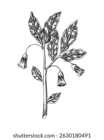 Esboço da planta Scopolia. Desenho de planta venenosa. Ilustração de vetor desenhada à mão com sino de Henbane. Feitiçaria, poções de amor, elemento de design de folclore. NÃO gerado AI